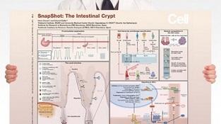 0977-01-01_Intestinal_Crypt.jpg