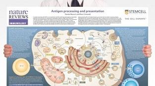 0977-03-03_Antigen_Processing_and_Presentation.jpg