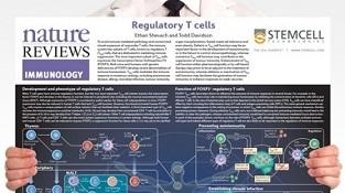 0977-03-07_Regulatory_T_Cells.jpg