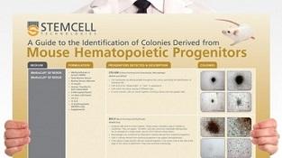 0977-04-02_Mouse_Hematopoietic_Progenitors.jpg