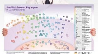 0977-05-03_Small_Molecules_Big_Impact_in_Cancer_Research.jpg