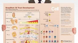 0977_02-01A_GI_tract_Development.jpg