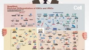 0977_02-01B_Directed_Differentiation_of_PSCs.jpg