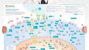 0977_02-01D_Small_Molecules_Big Impact_in_PSC_Research.jpg