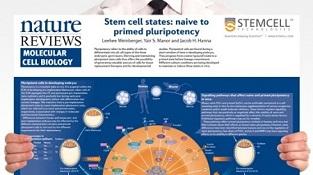 0977_02-01E_Stem_Cell_States-Naive_to_Primed_Pluripotency.jpg