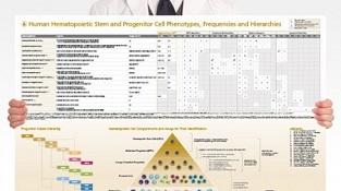 0977_02-02B_Human_Hematopoietic_Stem_and_Progenitor_Cell_Phenotyping.jpg