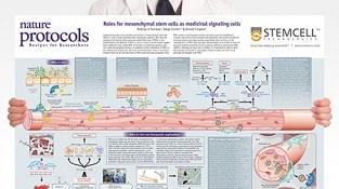 0977_02-03A_MSCs_as_Medicinal_Signaling_Cells.jpg
