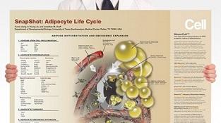 0977_02-03B_Adipocyte_Life_Cycle.jpg