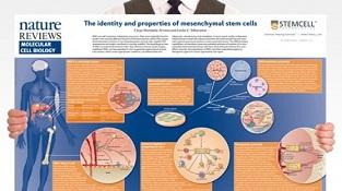 0977_02-03C_The_Identity_and_Properties_of_MSCs.jpg