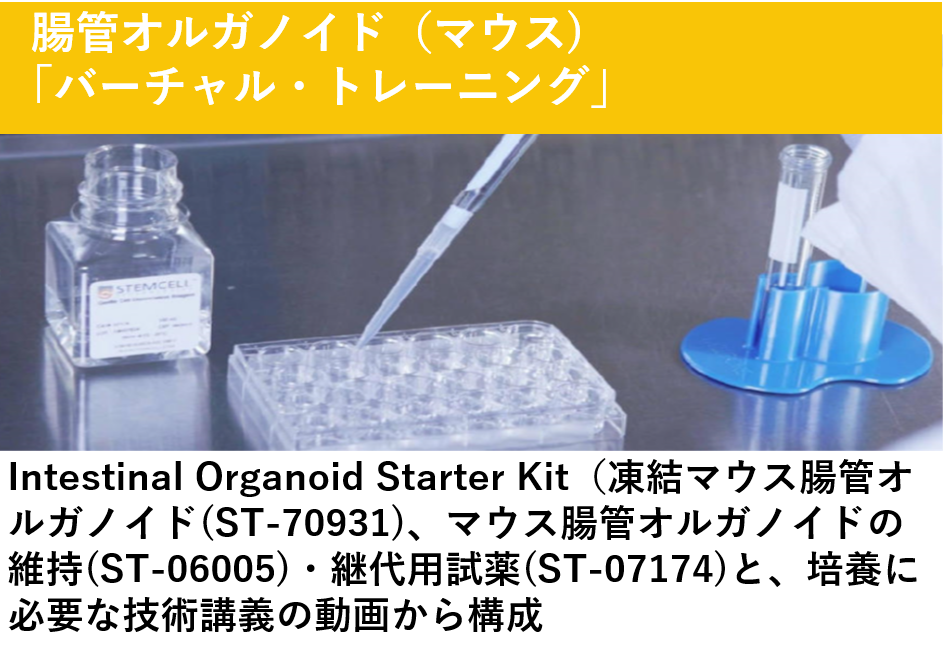 organoid_campaignB-12.PNG-.png