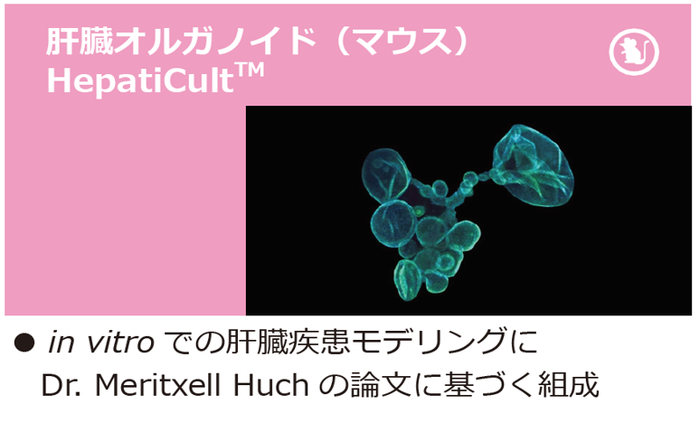 organoid_campaignE.PNG