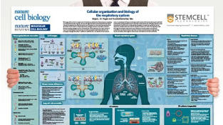 stemcellwallchart.jpg