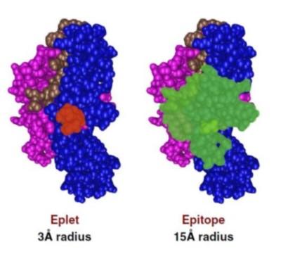 HLAエピトープ（Epitope）、エプレット（Eplet）.jpg