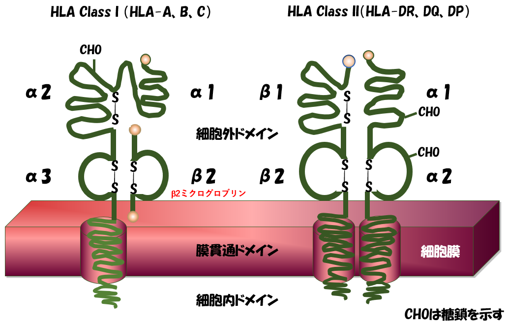 HLA(ヒト白血球型抗原)技術情報用語集HLAクラスIIHLA MENU株式会社ベリタス