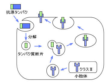 用語集 Class Iとclass Ii Hla技術情報 ベリタス