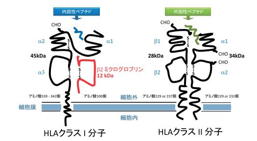HLA(ヒト白血球型抗原)技術情報用語集HLAクラスIIHLA MENU株式会社ベリタス