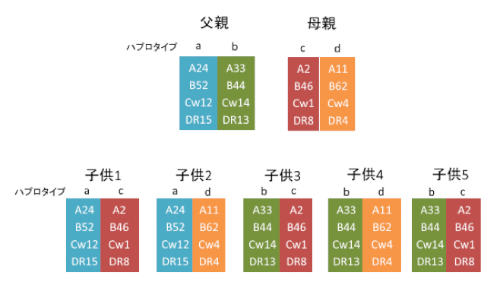 haplotype