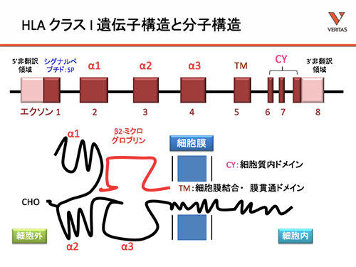 hla-typing-1