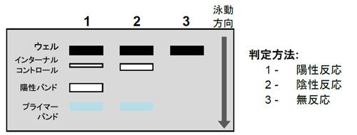 PCR-SSP-image.jpg