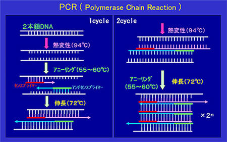 PCR-principle.jpg