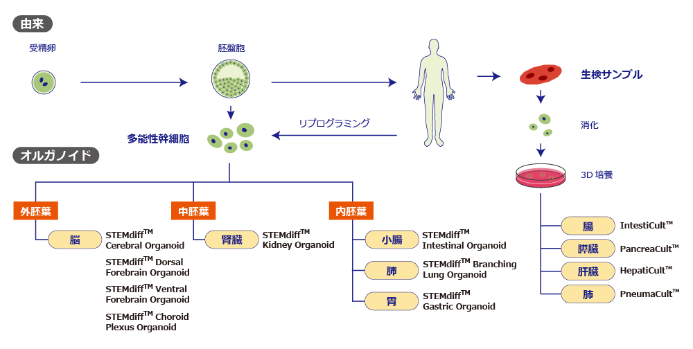 Organoid_lineup.png