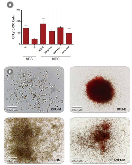 05310-cfuassay[1].jpg