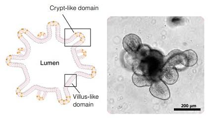 06005_mouse_organoid.jpg