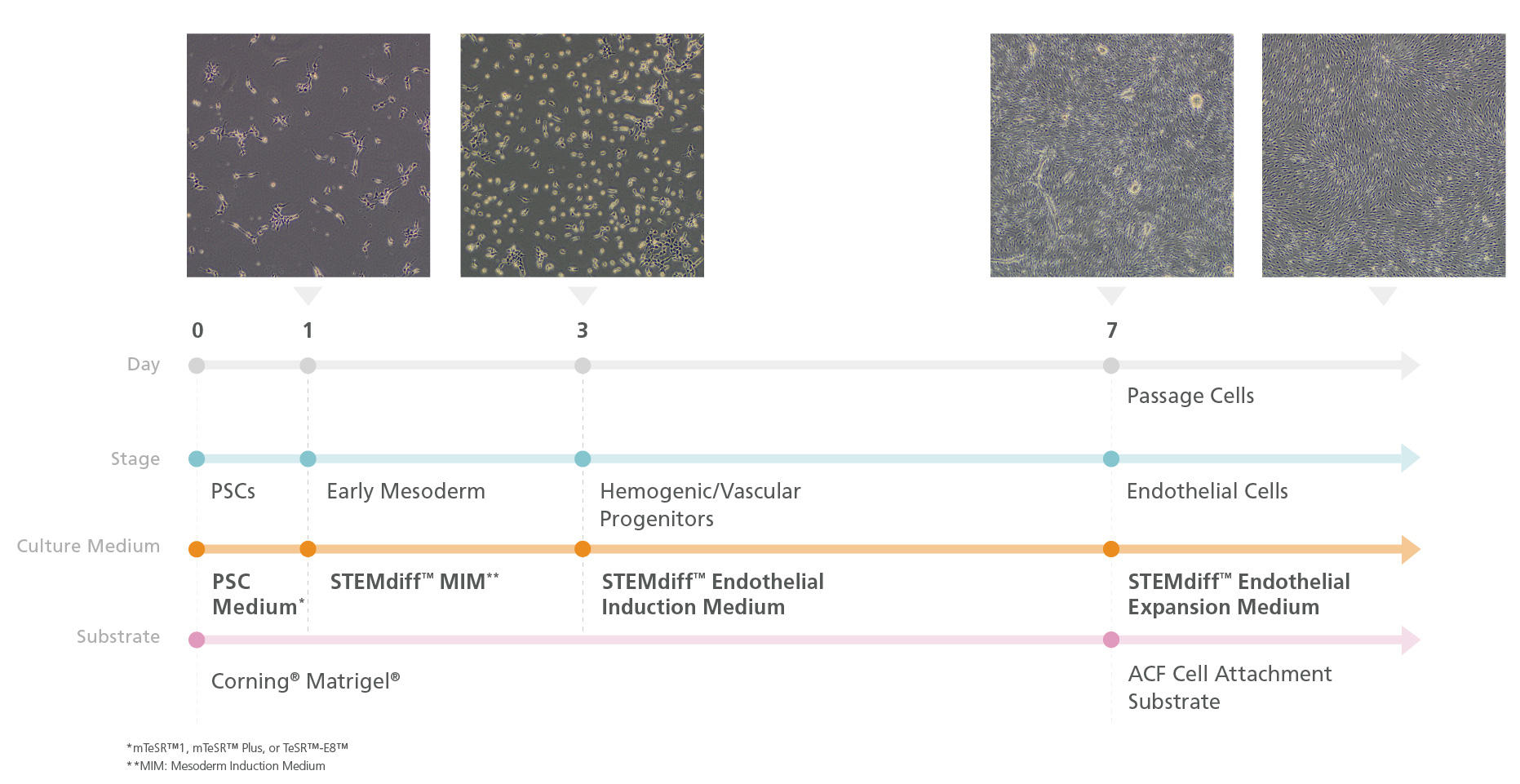 08005-Fig1.jpg