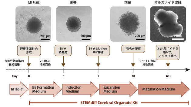 08570STEMdiff_Cerebral_Organoid_Scheme.jpg