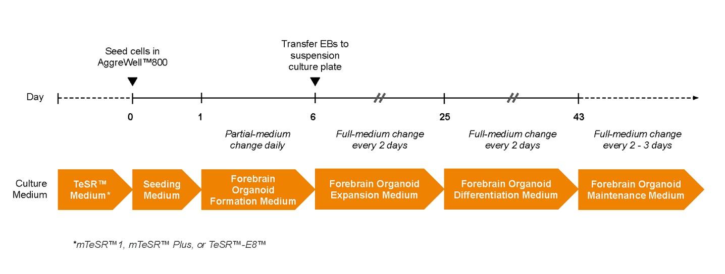 08620-Fig-1.jpg