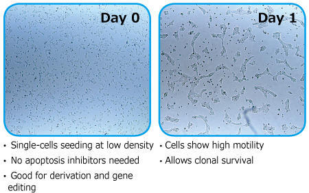 1093_Laminin-521_Fig3_left.jpg