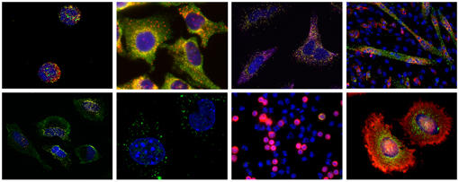 QVC0001_Image_Gallery_ISH-Tissue_Assay-2.jpg