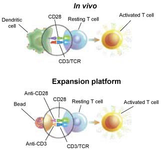 T-cell_expansion_fig.jpg