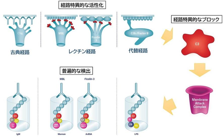 Wieslab测量原理.jpg