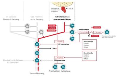 Alternative-pathway-in-the-Complement-System.jpg