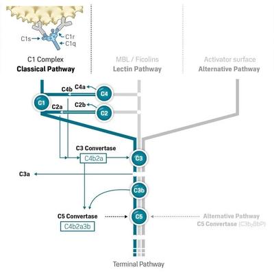 classical-pathway-in-the-Complement-System.jpg