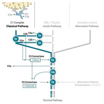 补体系统中的经典通路.jpg