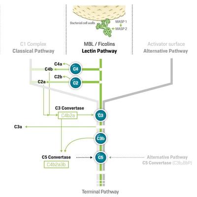 lectin-pathway-in-the-Complement-System.jpg