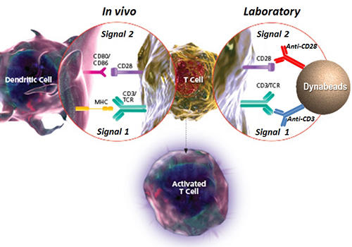 0047_Dynabeads_T-Activator_Fig1.jpg