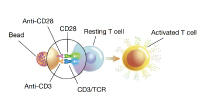 T細胞活性化・増殖のワークフローと「Dynabeads T-activator」の使い分け