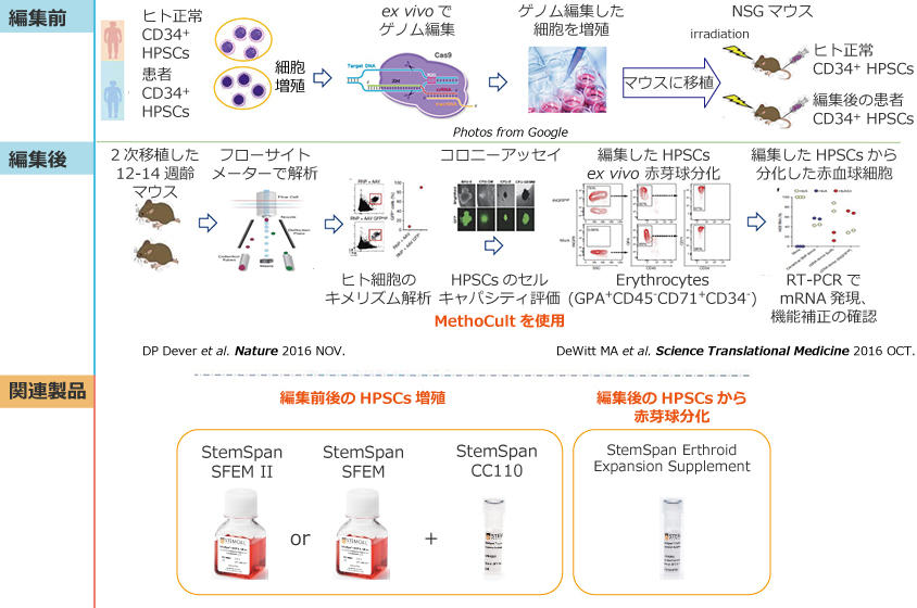 0973_Fig1_StemSpan_gene_editing_rev.jpg