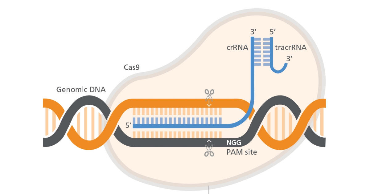 StemSpanアプリケーション：ヒト造血幹細胞のCRISPR/Cas9ゲノム編集による血液疾患治療の研究