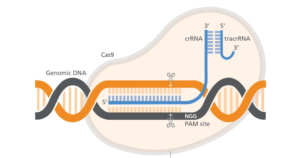 hPSCにおけるCRISPR/Casでのゲノム編集技術を用いたアプリケーション【E-learning】