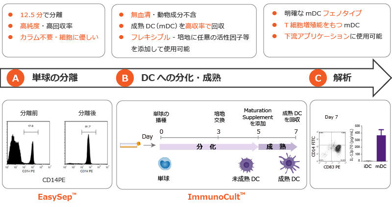 ヒト単球から効率的に成熟樹状細胞 Mdc を回収 ラーニングコーナー ベリタス