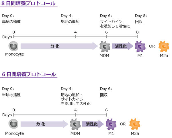 0988_03_Macrophage_differentiation_scheme.jpg