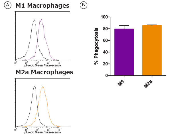 0988_07_Differentiated_macrophages_phagocytosis.jpg