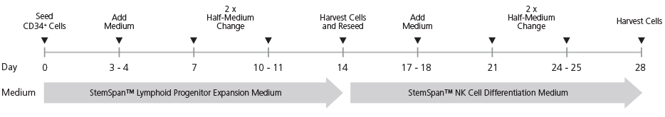StemSpan™培地とサプリメントを使用した造血幹細胞・前駆細胞の増殖とNK細胞への分化5.png