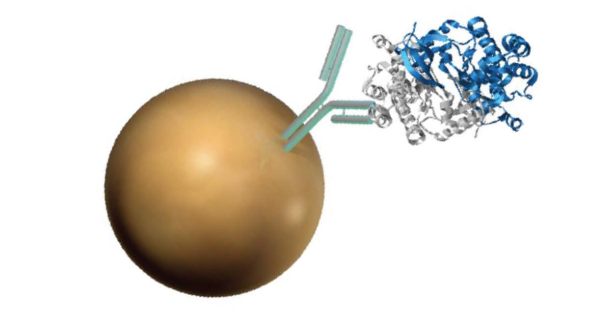 免疫沈降（IP）法で試薬を選択する際のポイントと留意点「Dynabeads Protein A/G」