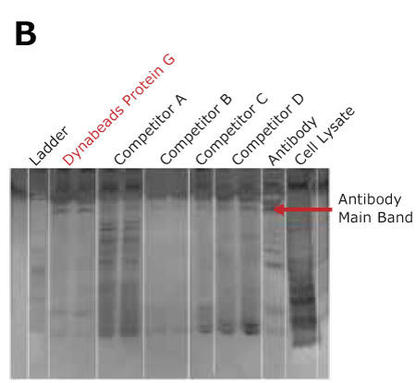 1000_Fig3_dynabeads_ip_nonspecific.jpg