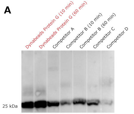 1000_Fig3_dynabeads_ip_wb.jpg